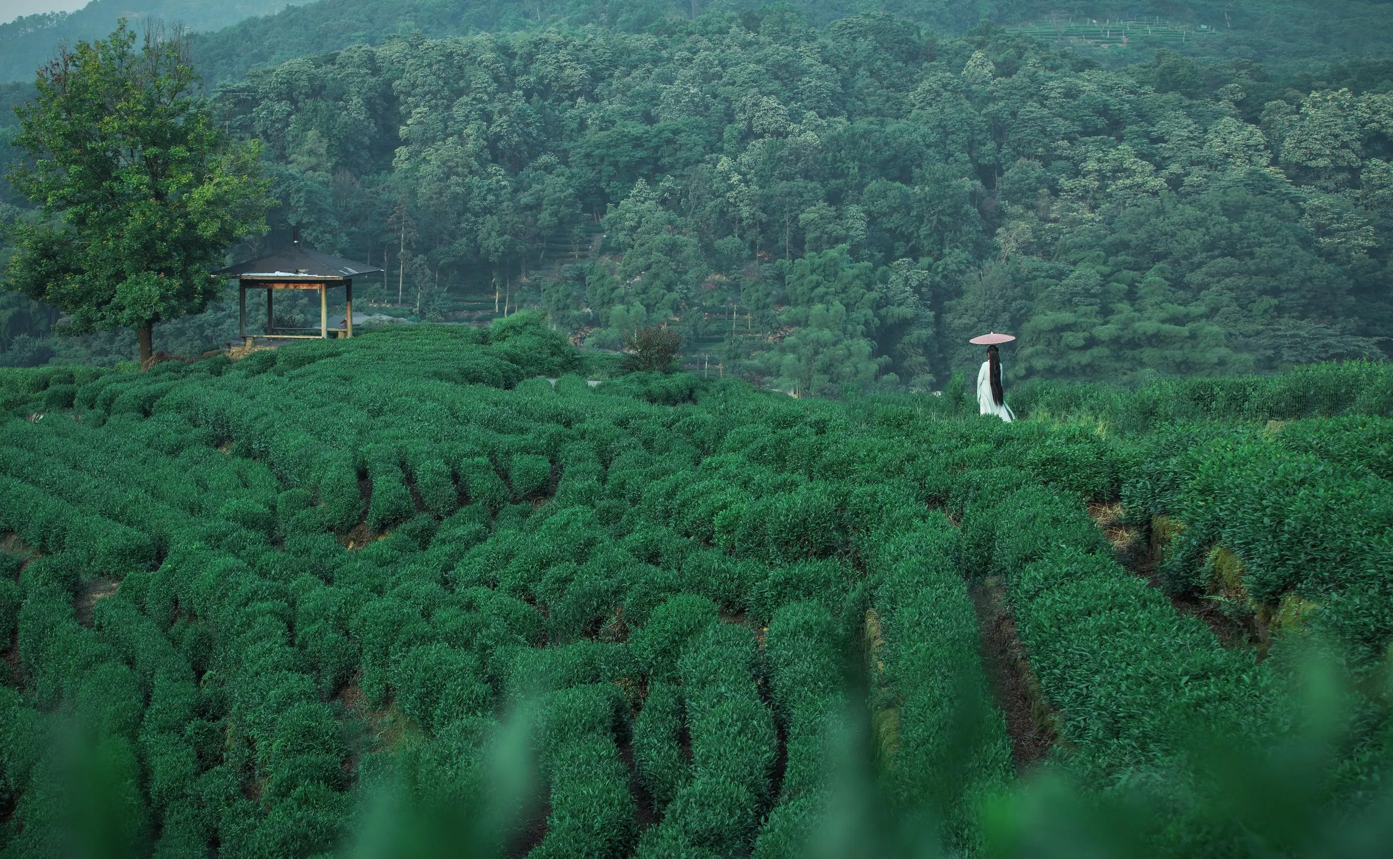 [艺图语] 2022.05.26 茶山 一个白鹿 [32P]插图3